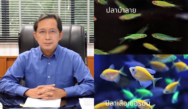 กรมประมงเตือน “ปลาเรืองแสง” สวยอันตราย ตัดต่อพันธุกรรม GMOs ห่วงถูกกีดกันทางการค้า