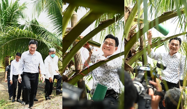 “จุรินทร์” โชว์ฝีมือปีนต้นมะพร้าว เปิดศูนย์ทำน้ำตาลมะพร้าวน้ำหอมสมุทรสาคร